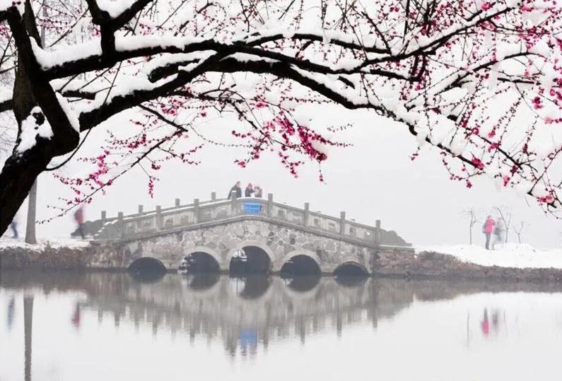 自古咏梅诗词无数，最爱毛主席这句待到山花烂漫时，她在丛中笑