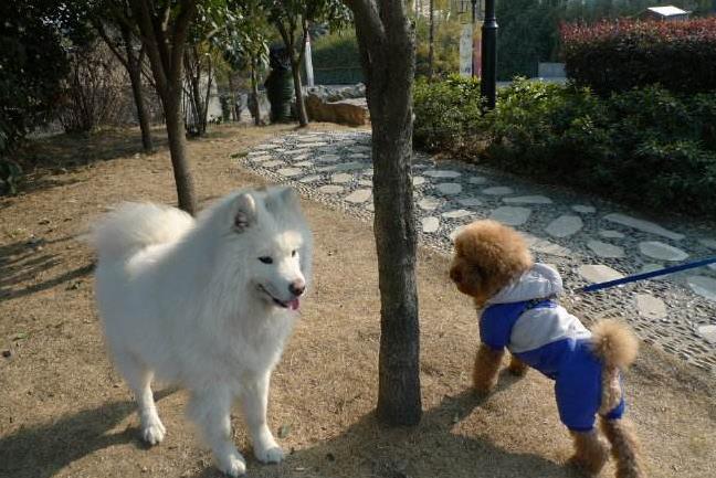 下雨天不方便遛狗怎么办,下雨天遛狗怎么不脏