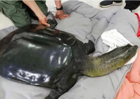 斑鳖这种动物已经灭绝了吗,中国唯一一只斑鳖死亡
