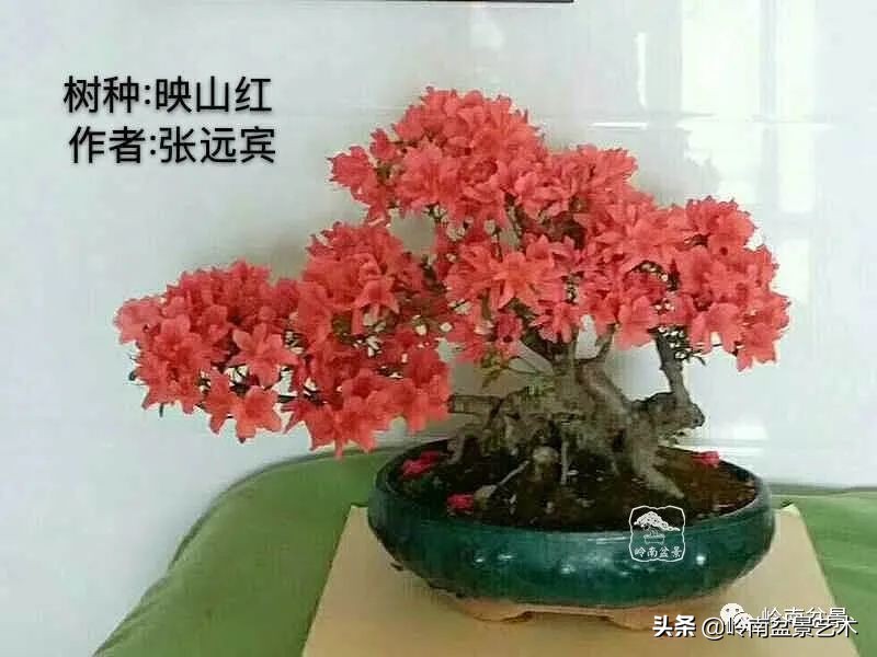 广东的盆景有哪些,适合广东玩的盆景