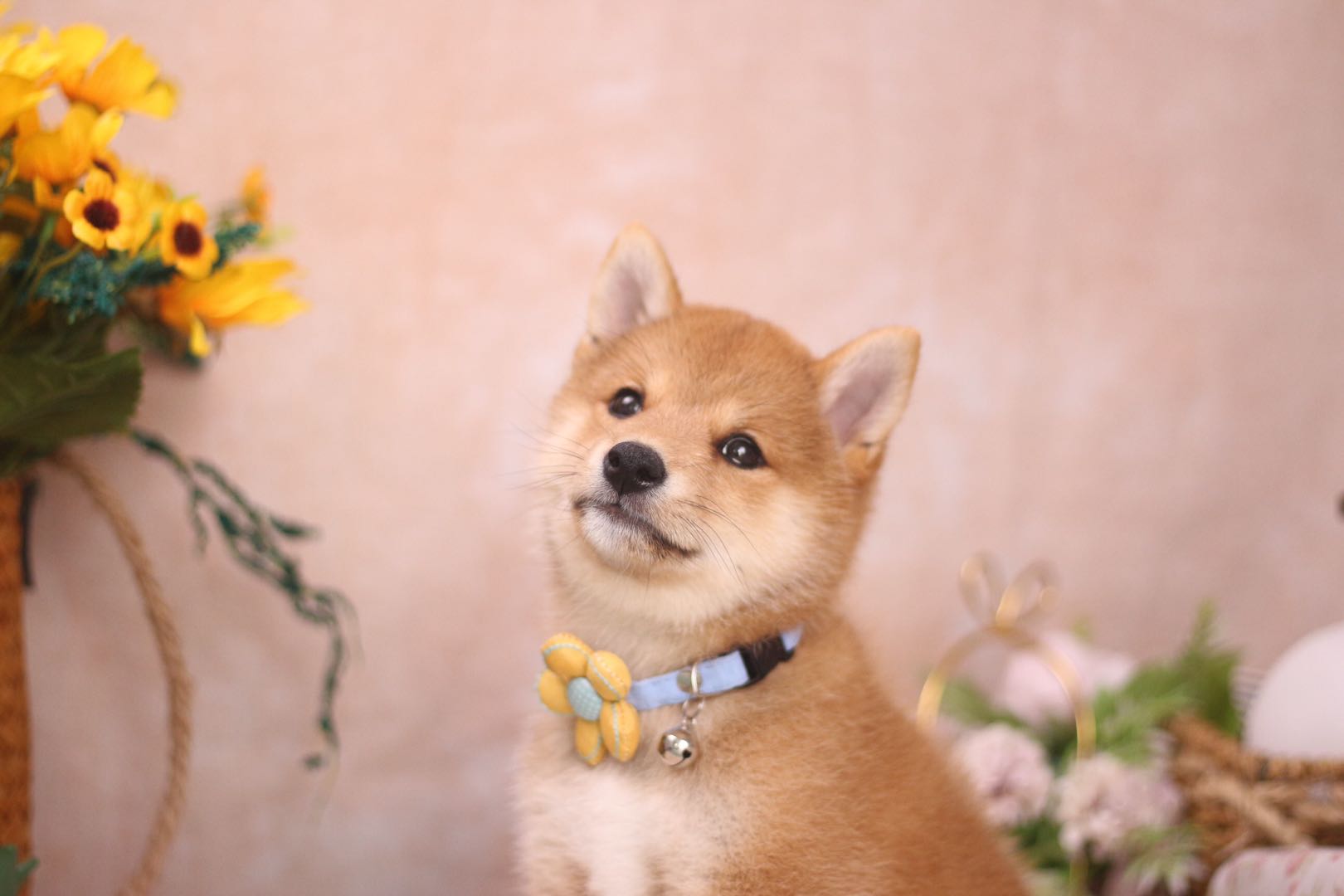 柴犬在哪里买最合适,柴犬大约价格在多少钱