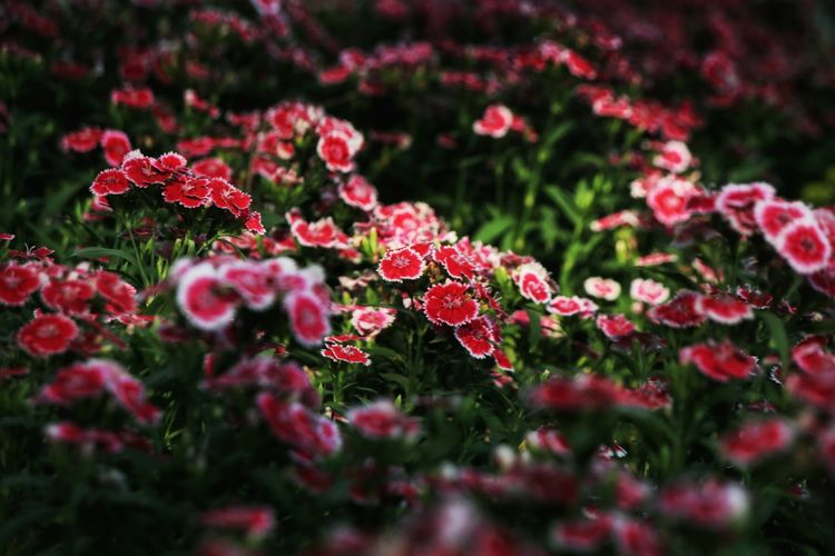 原创蝴蝶恋花,蝶恋花蝴蝶原唱