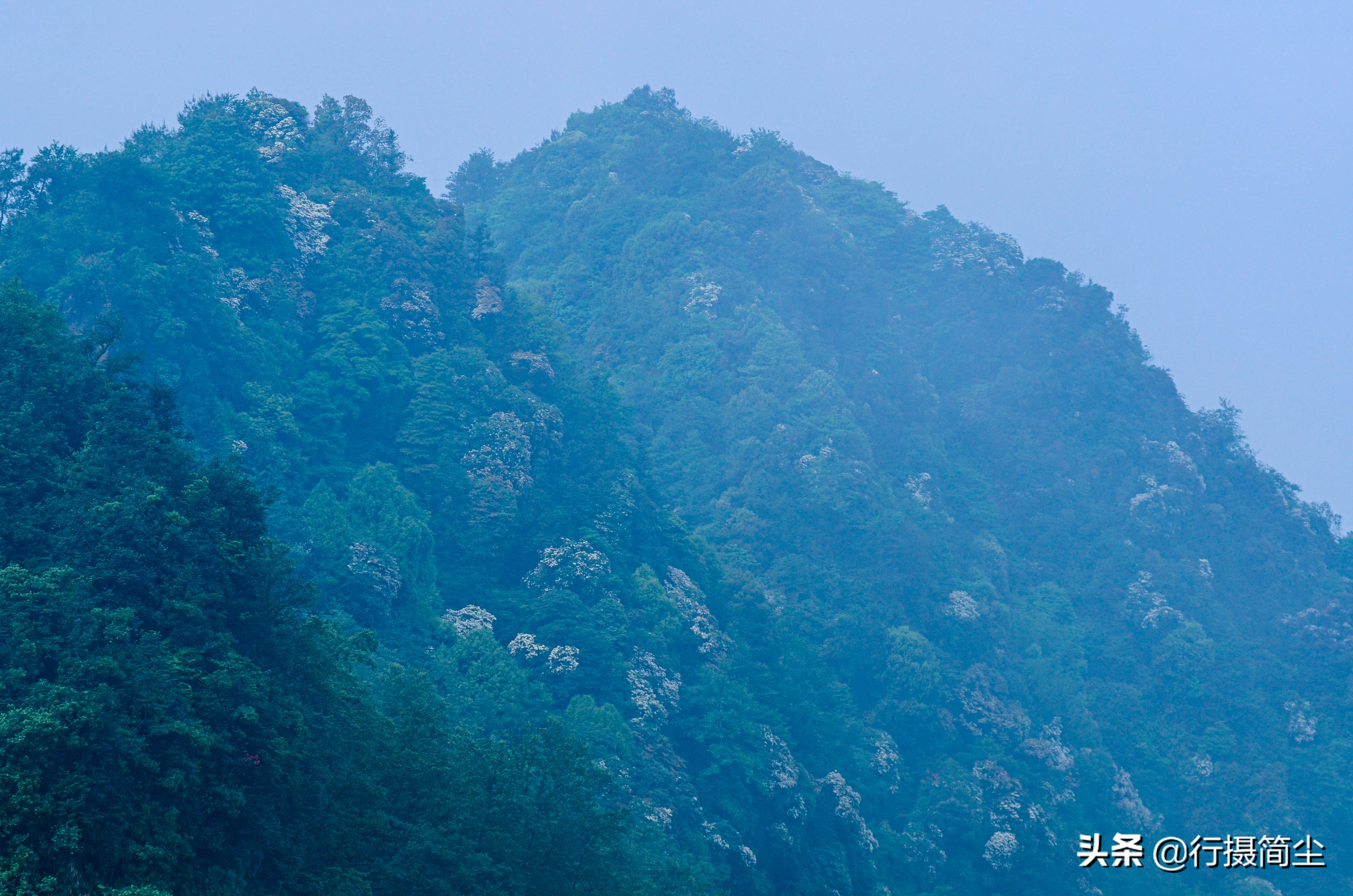 永川茶山竹海，茶山含情，竹海溢笑