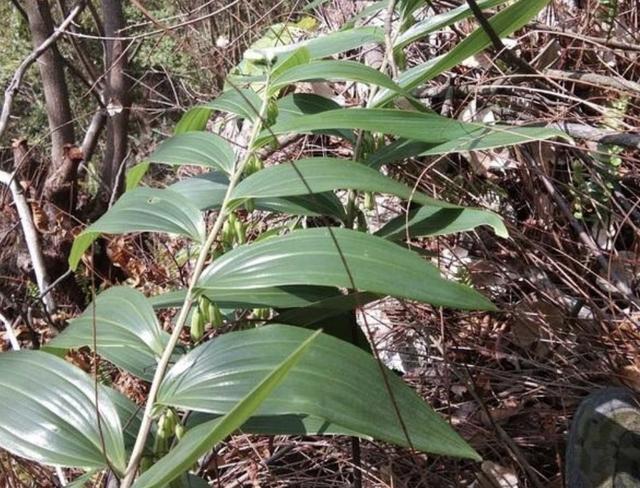 野生老虎山姜图片,深山遇见名贵野生老虎姜