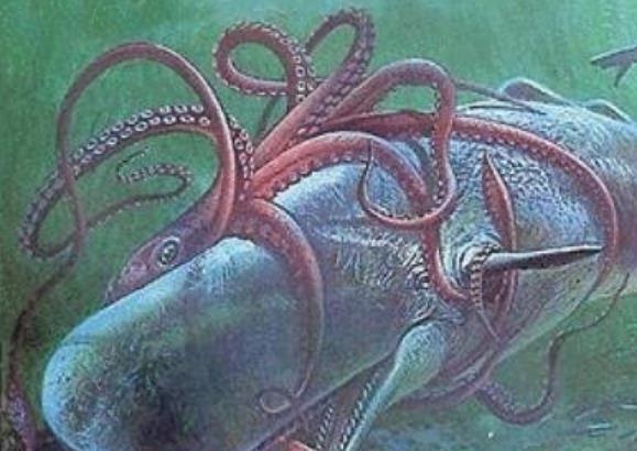 海洋十大巨齿鲨排名,海洋十大杀手