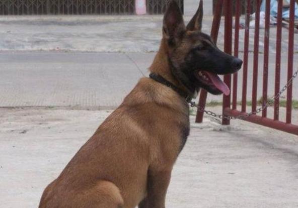 马犬是最成功的犬种,什么品相的马犬才算是好马犬