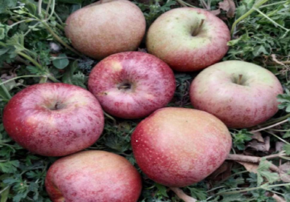 中国最新选育苹果品种,9个品种苹果