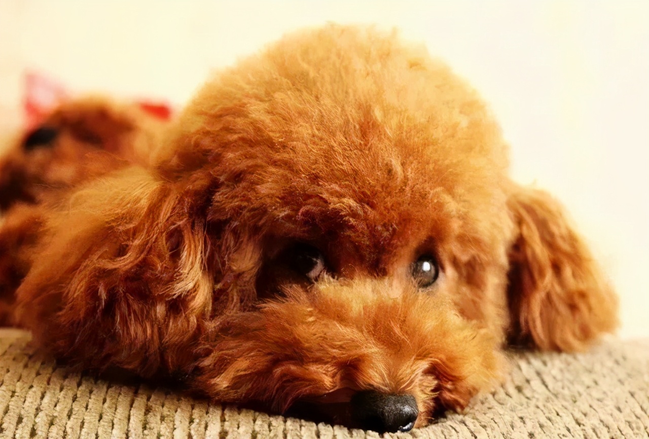 狗狗最初是白毛现在变黄怎么回事,刚一个月的狗狗毛是白黄的正常吗