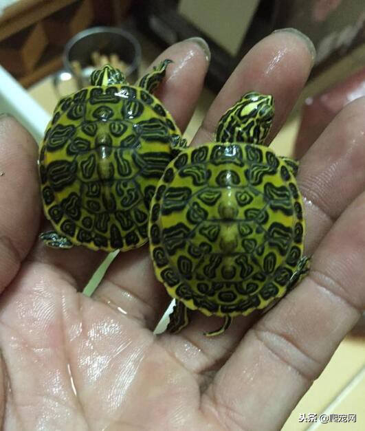 一只三四厘米大小的巴西龟多少钱,巴西龟20厘米多少钱一只