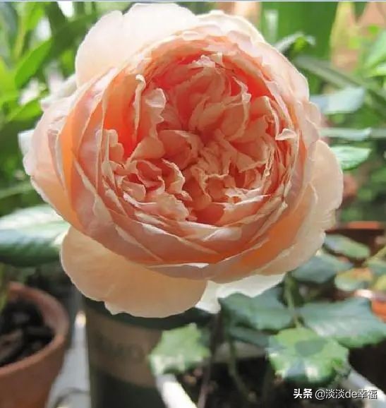 最值得种的几款阳台月季推荐,十种最适合阳台的月季