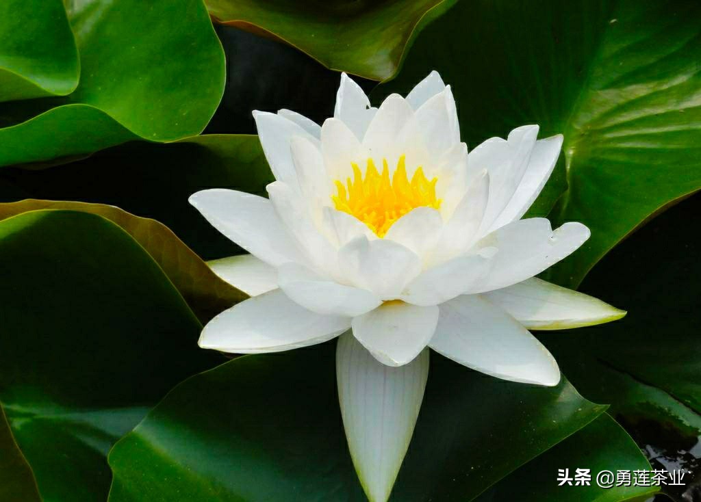 古今贤文劝学篇朗读,古今贤文增广贤文全文解读