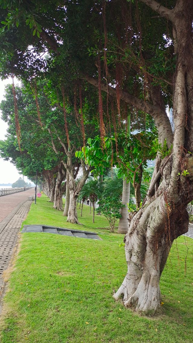 珠海井岸黄楊河湿地公园,20200927