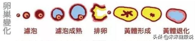 丈夫闯“大祸了”，妻子同房后下腹疼痛难忍，疑是“黄体”破裂