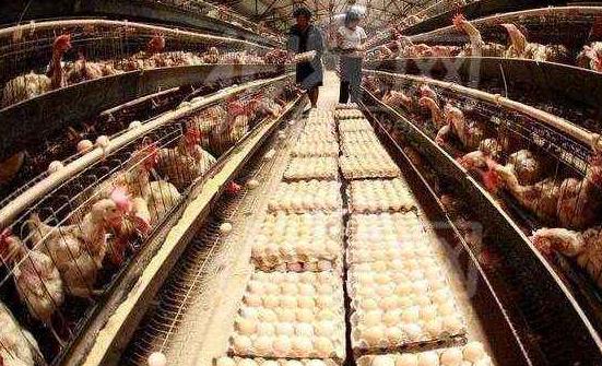 如何让蛋鸡多产蛋,蛋鸡多下蛋妙招