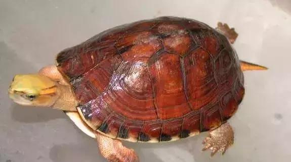 三线闭壳龟和潘氏闭壳龟区别,金头闭壳龟和三线闭壳龟同池