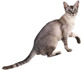 黄色背脖子白色的猫猫是啥种类,猫猫种类价格