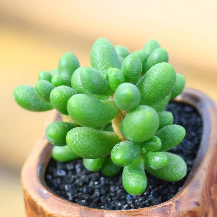 多肉七月怎么养,多肉怎么养才养得又肥又美丽