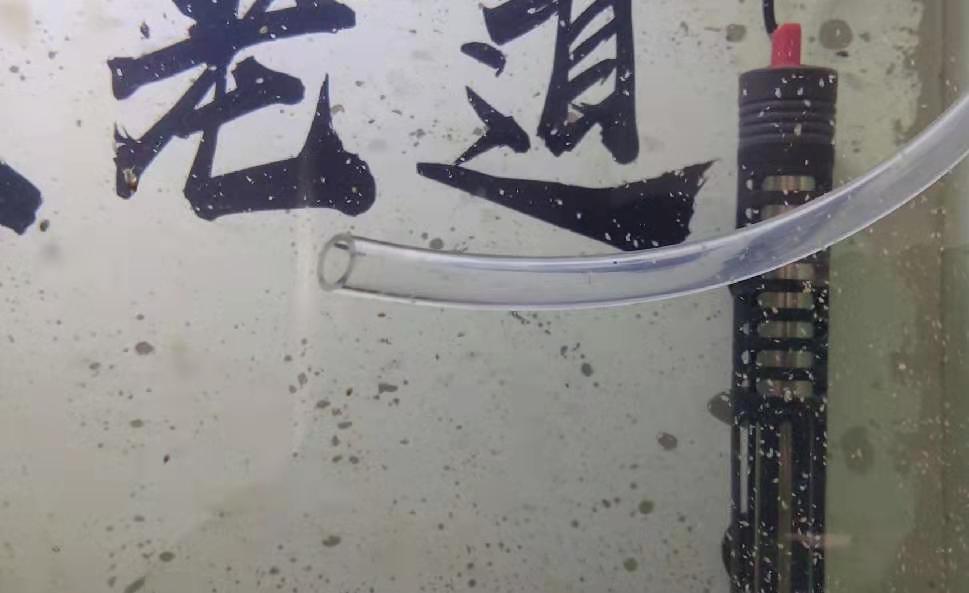 刚孵化出来的金鱼苗多久能喂食,刚出生的金鱼怎么喂小鱼虫