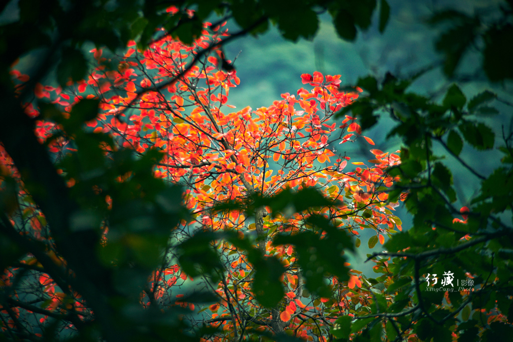 红了红了！在甘山的片片红叶中首波感受绚烂的秋天