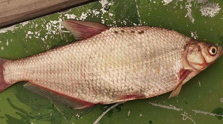 鱼类细菌性出血病几小时病变,鱼细菌性出血用什么药