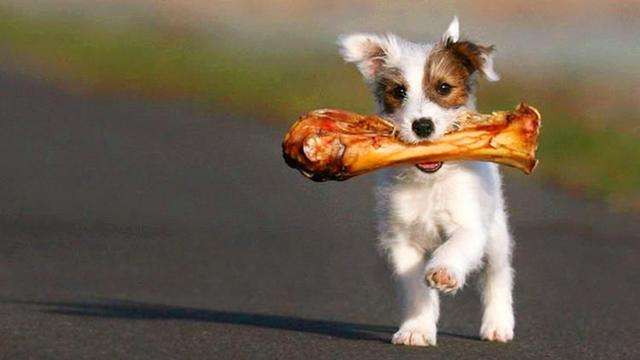 养狗新手入门必备知识,养狗知识大百科入门篇