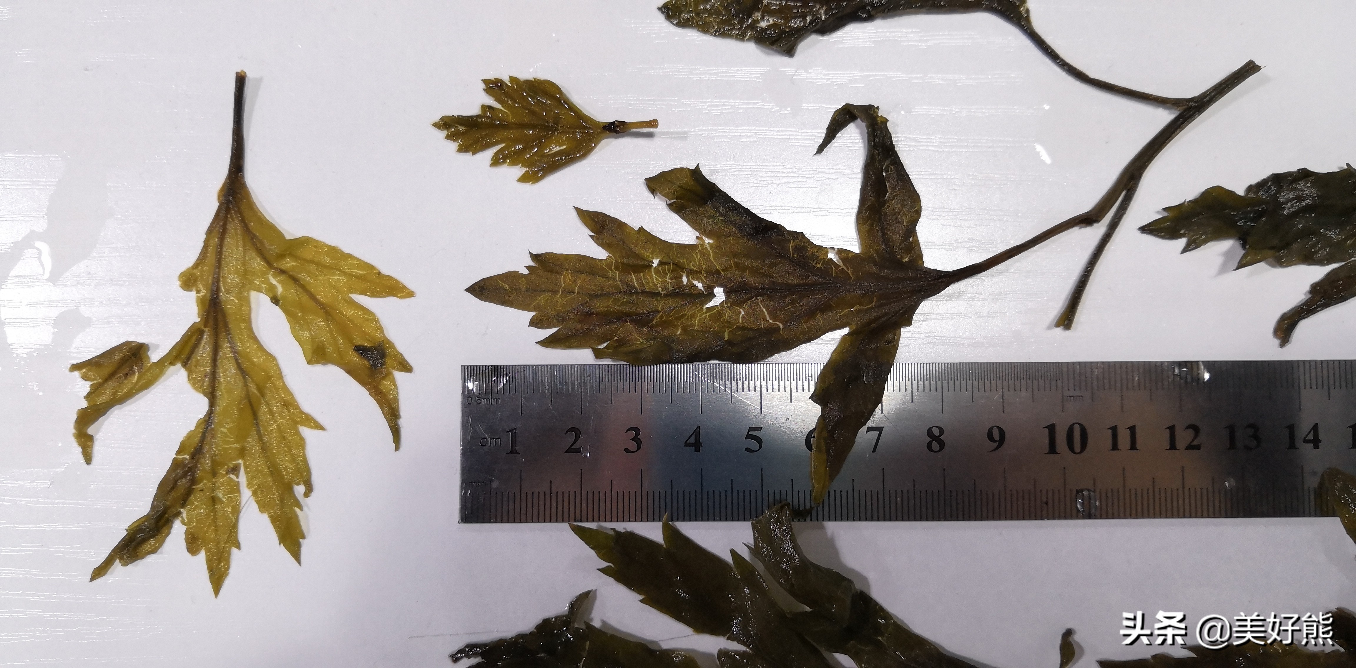 艾叶存放还是做成艾条存放,艾叶好吗