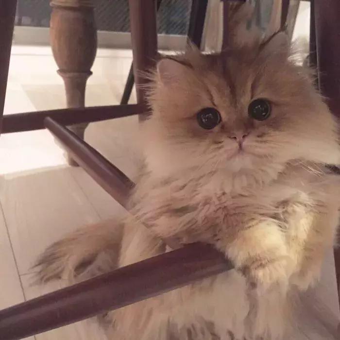 猫咪怀孕怎么去医院检查,猫咪怀孕怎么才知道