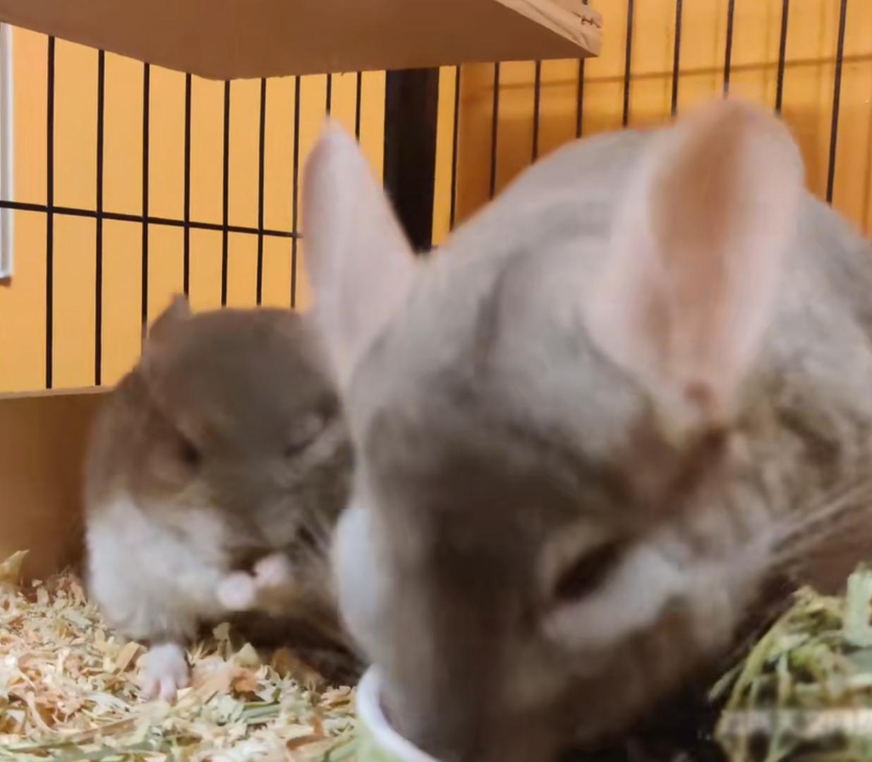 宫崎骏龙猫抱着小龙猫 (有一种可爱叫宫崎骏眼里的龙猫)