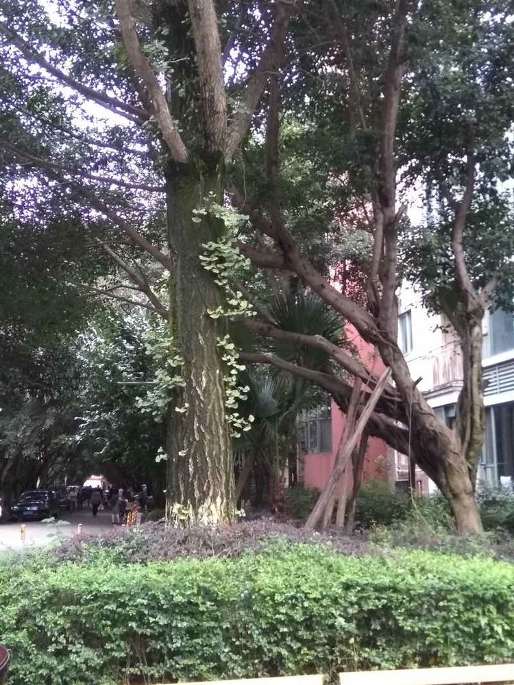 成都网友投诉怡丰新城小区榕树成灾危及行人，高新管委会回应