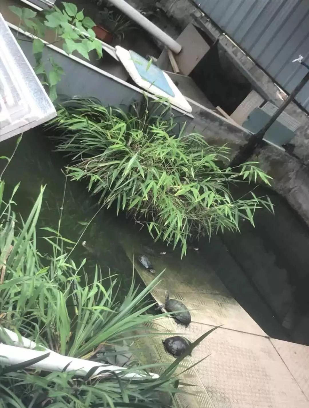 顺德龟苓膏正宗店铺,台山老字号龟苓膏