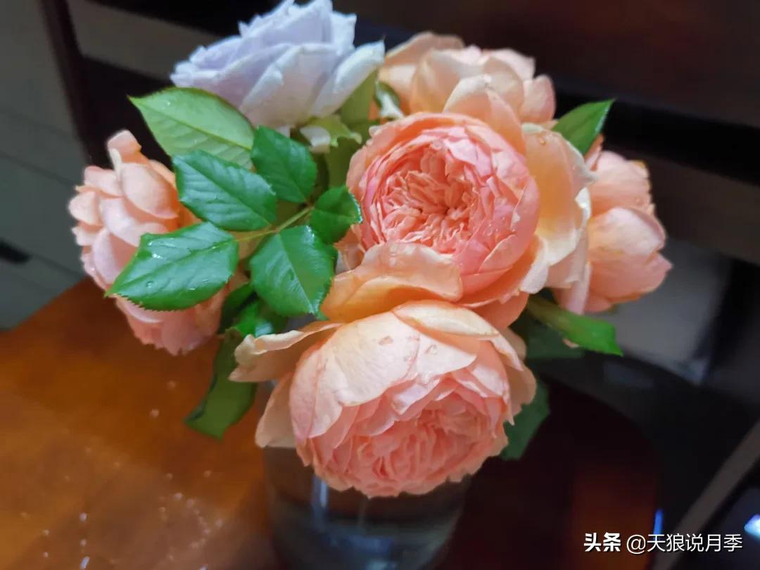 月季花是时候展现真正的技术了 (开春的第一波月季花就这么过去了)