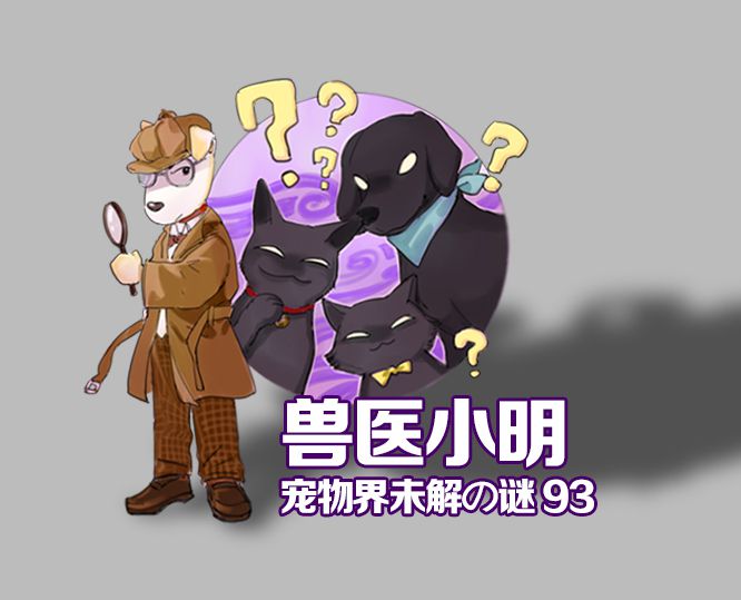 狗到底怎么喂最好,狗饮食该喂什么