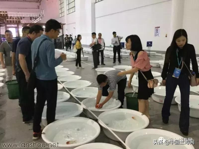 世界金鱼大赛在福州举行,2019中国世界金鱼大赛