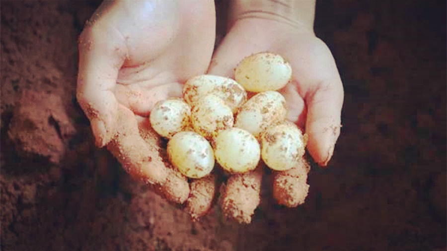 如何处理乌龟也可以保护龟壳,乌龟那么硬的壳子怎么产蛋