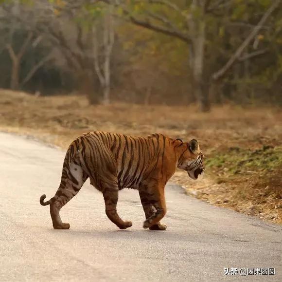 虎王拉贾孩子,虎王拉贾儿子怎么死的