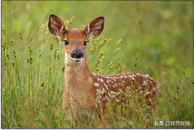 佳能EF600mmf/4LISIIIUSM镜头评测