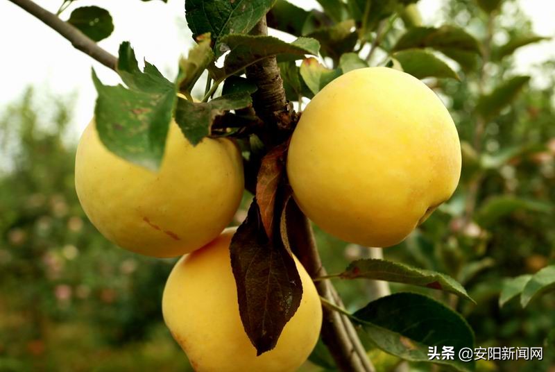 果园采摘新疆阿克苏糖心苹果,老家果园的苹果熟了欢迎来品尝