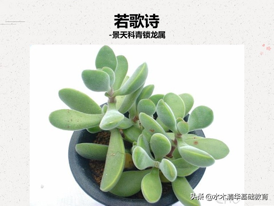 梦幻女王多肉植物百科图谱,原产地多肉植物图谱pdf