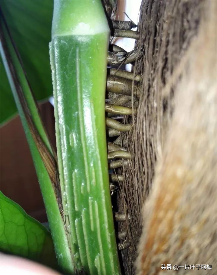 绿萝的叶子越养越小是什么原因,绿萝叶子越养越少