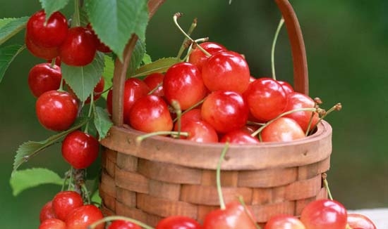 成都葛仙山樱桃采摘,成都樱桃采摘地点推荐