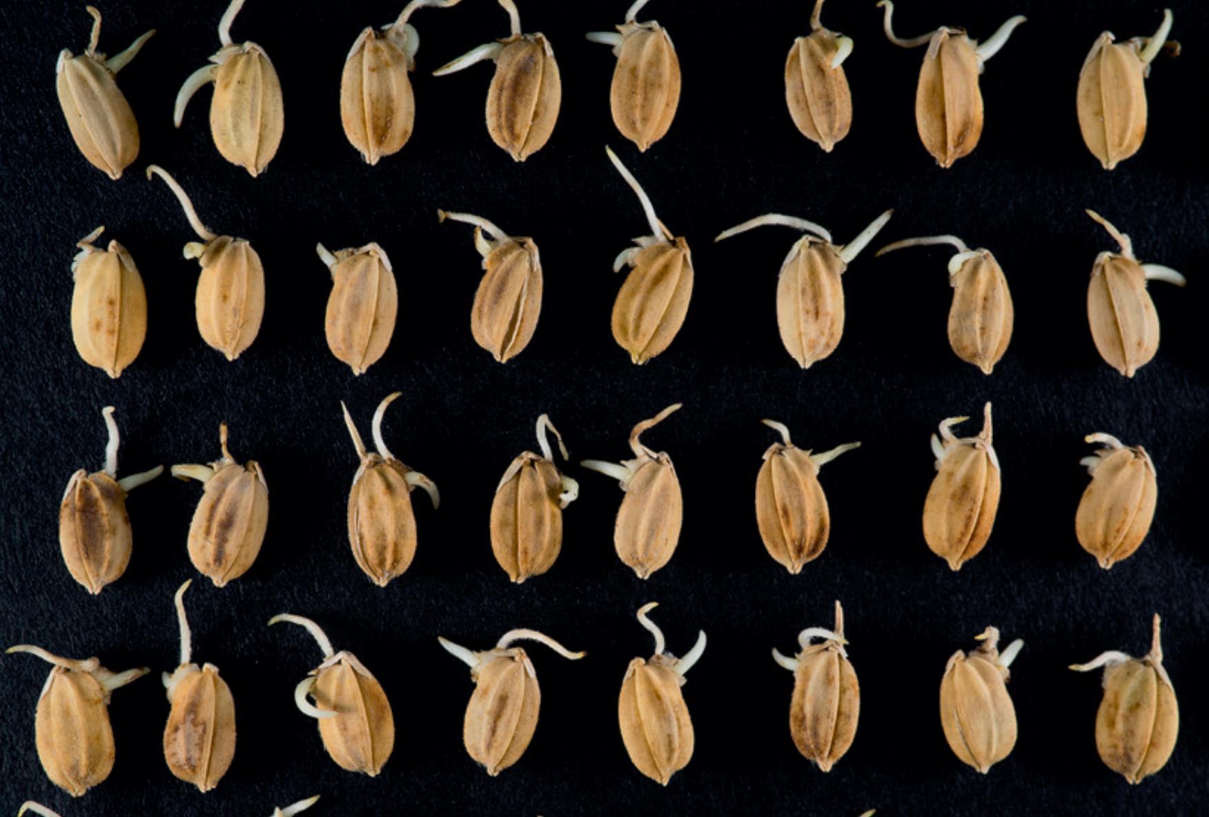 苏州震泽特色美食,震泽苏州