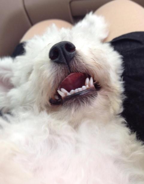 狗狗缺钙严重会站不起来视频,狗狗缺钙两后腿站不起来怎么办