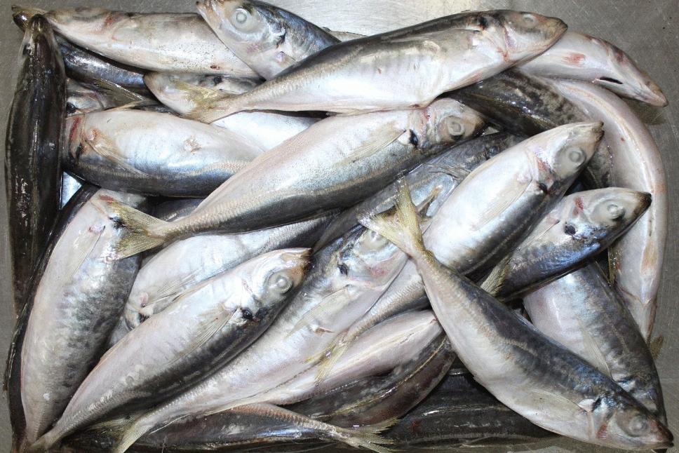 鲤鱼鲫鱼主要吃什么长得快,鲤鱼鲫鱼营养区别