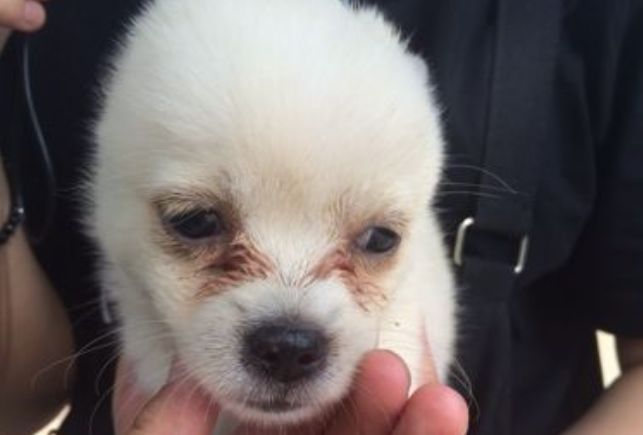 辟谣，爱宠泪痕重并非纯粹食物原因，主人需对症治疗五种特殊情况