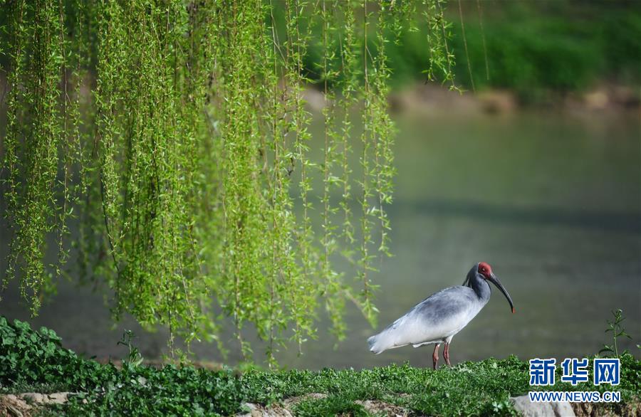 大自然的神奇朱鹮,国宝朱鹮让世界瞩目的东方宝石