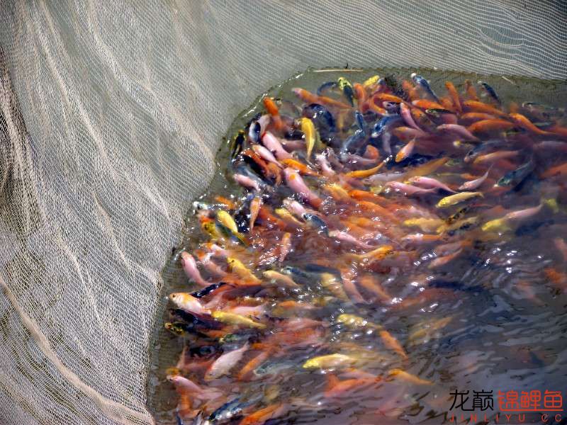 开渔场赚钱吗,开渔场需要多少资金