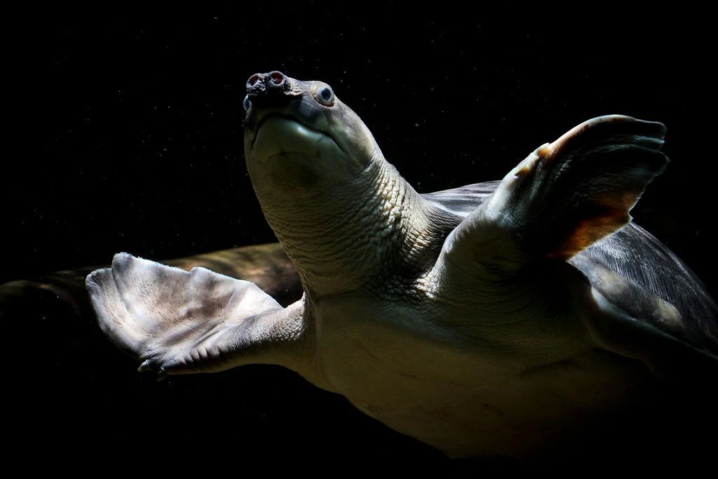 淡水河一霸!什么才算猪鼻龟的完美生活?