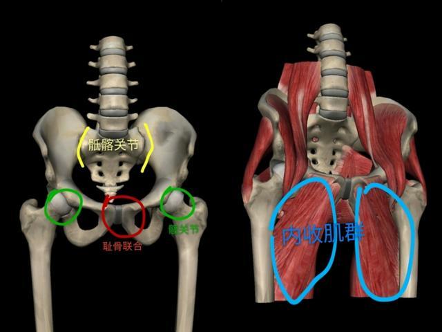 光靠青蛙趴能练出横叉来吗,横叉青蛙趴训练目的