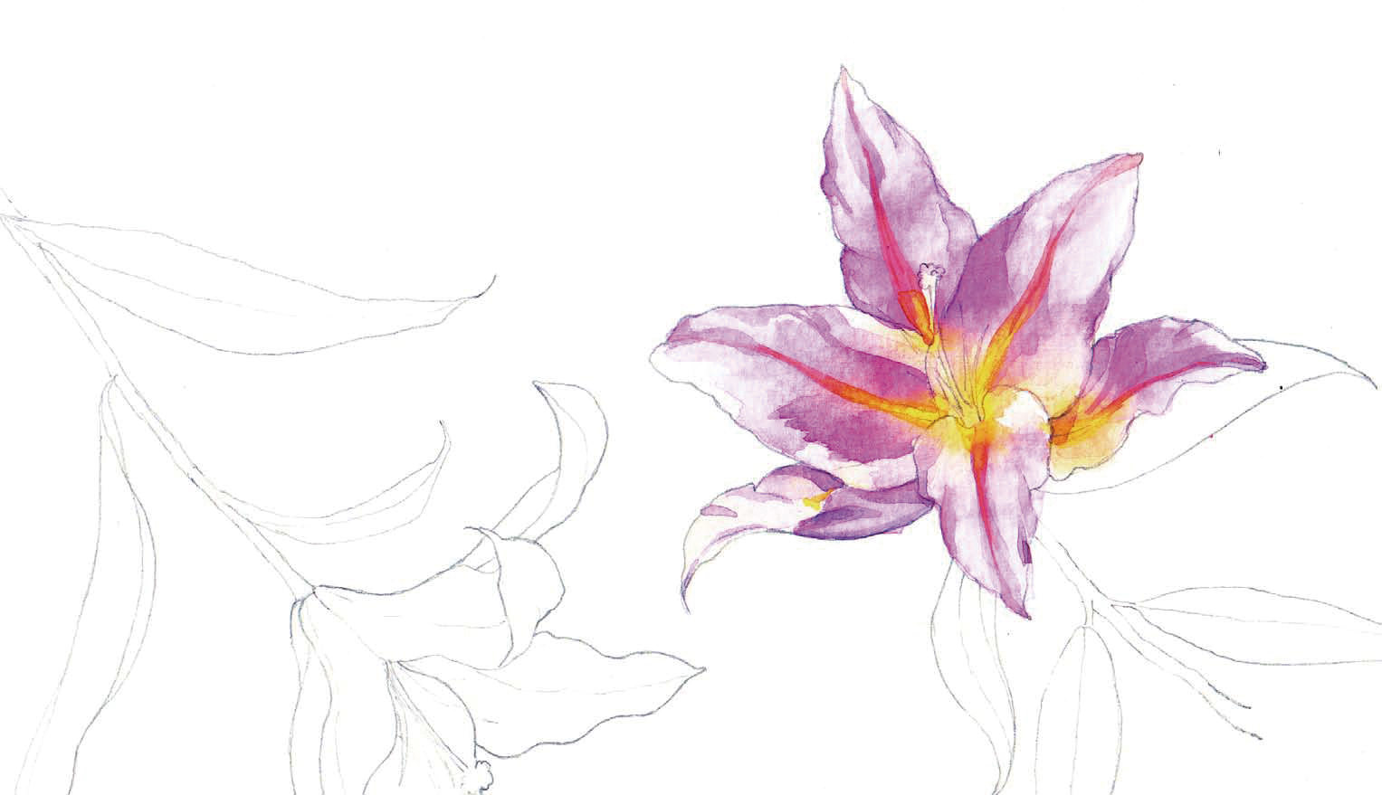 清爽又干净的水彩花卉手绘,学习水彩花卉画法步骤