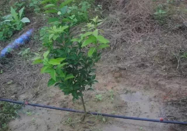 柑橘果树的管理技术,柑橘幼树管理最佳方法